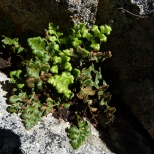 Asplenium subglandulosum at Boro, NSW - suppressed