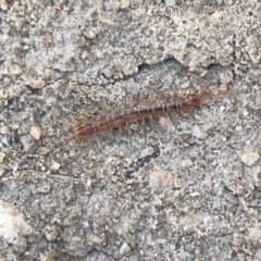 Lithobiomorpha (order) (Unidentified stone centipede) at Mount Clear, ACT - 30 May 2021 by MattFox