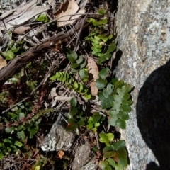 Pellaea calidirupium (Hot Rock Fern) at Boro - 21 Jul 2021 by Paul4K