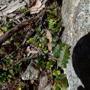 Pellaea calidirupium at Boro, NSW - 21 Jul 2021
