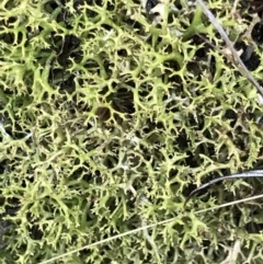 Cladia aggregata (A lichen) at Acton, ACT - 24 Jul 2021 by MattFox