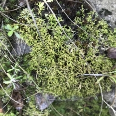 Cladia aggregata at Acton, ACT - 24 Jul 2021