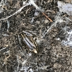 Limnodynastes peronii (Brown-striped Frog) at Bruce Ridge - 24 Jul 2021 by MattFox