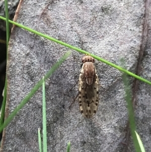 Diplogeomyza sp. (genus) at Holt, ACT - 18 Jul 2021 12:09 PM