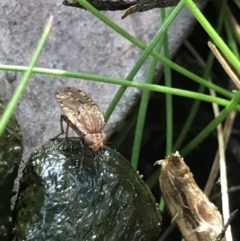 Diplogeomyza sp. (genus) at Holt, ACT - 18 Jul 2021