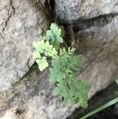 Cheilanthes (genus) (Rock Fern) at Cook, ACT - 24 Jul 2021 by MattFox