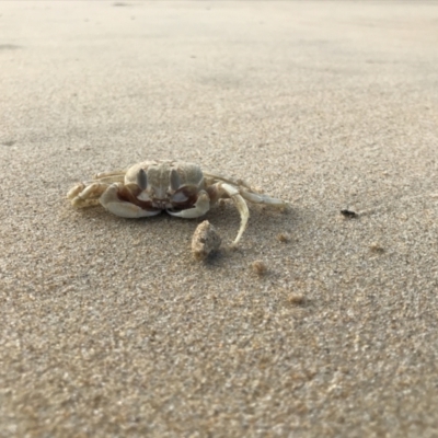 Ocypode cordimana (Smooth-Handed Ghost Crab) at Broulee Moruya Nature Observation Area - 14 Jul 2020 by MattFox