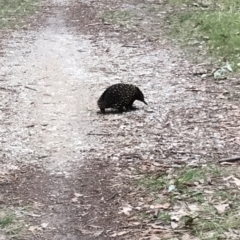 Tachyglossus aculeatus (Short-beaked Echidna) at Broulee Moruya Nature Observation Area - 1 Oct 2020 by MattFox