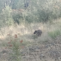 Vombatus ursinus (Common wombat, Bare-nosed Wombat) at Cooleman Ridge - 4 May 2021 by alexnewman