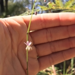 Arthropodium sp. (A Lily) at Broulee, NSW - 24 Jul 2021 by MattFox