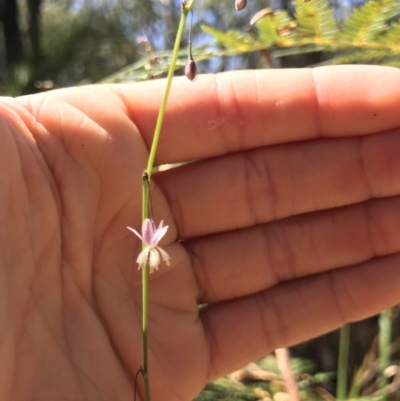 Arthropodium sp. (A Lily) at Broulee, NSW - 24 Jul 2021 by MattFox