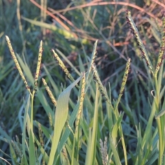 Paspalum distichum (Water Couch) at Isabella Plains, ACT - 4 Apr 2021 by michaelb