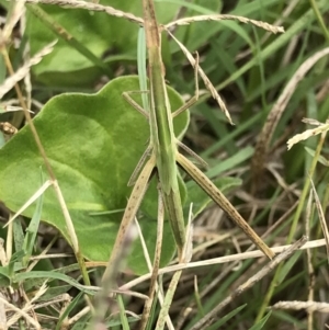 Acrida conica at Congo, NSW - 24 Jul 2021