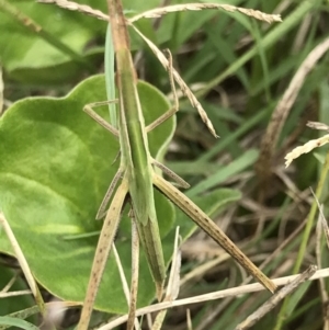 Acrida conica at Congo, NSW - 24 Jul 2021