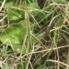 Acrida conica at Congo, NSW - 24 Jul 2021