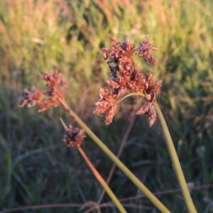 Schoenoplectus tabernaemontani at Isabella Plains, ACT - 4 Apr 2021 05:25 PM