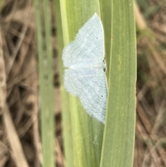 Poecilasthena thalassias (Sea-blue Delicate) at Bingie, NSW - 24 Jul 2021 by MattFox