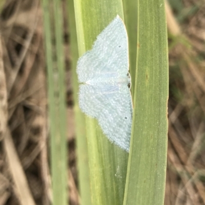 Poecilasthena thalassias (Sea-blue Delicate) at Eurobodalla National Park - 24 Jul 2021 by MattFox