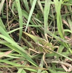 Gastrimargus musicus (Yellow-winged Locust or Grasshopper) at Eurobodalla National Park - 24 Jul 2021 by MattFox