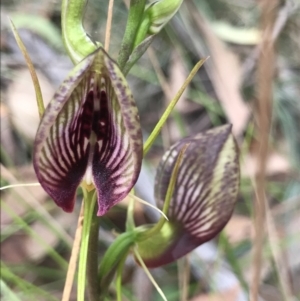 Cryptostylis erecta at Congo, NSW - 24 Jul 2021