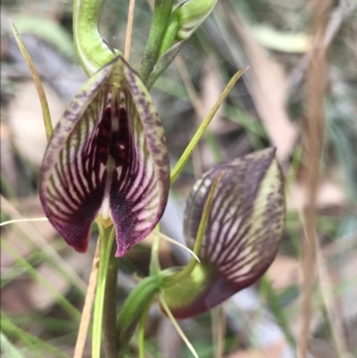 Cryptostylis erecta (Bonnet Orchid) at Eurobodalla National Park - 24 Jul 2021 by MattFox