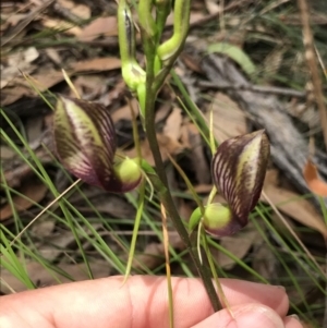 Cryptostylis erecta at Congo, NSW - 24 Jul 2021