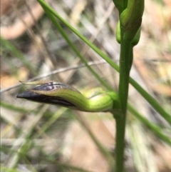 Cryptostylis erecta at Congo, NSW - 24 Jul 2021