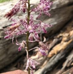 Dipodium variegatum (Blotched Hyacinth Orchid) at Eurobodalla National Park - 24 Jul 2021 by MattFox