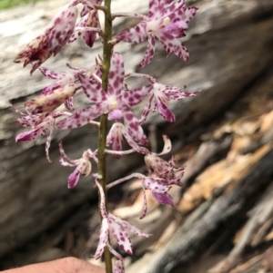 Dipodium variegatum at Congo, NSW - suppressed