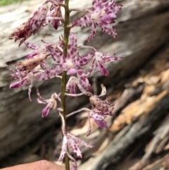 Unidentified Orchid (TBC) at Congo, NSW - 24 Jul 2021 by MattFox