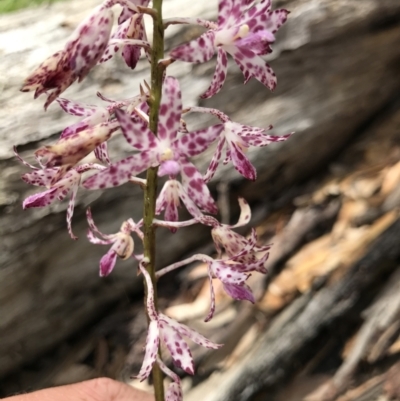 Dipodium variegatum (Blotched Hyacinth Orchid) at Eurobodalla National Park - 24 Jul 2021 by MattFox