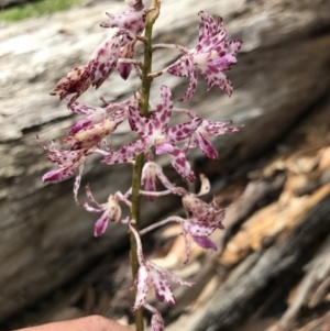 Dipodium variegatum at Congo, NSW - 24 Jul 2021