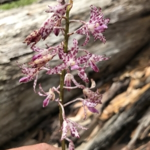 Dipodium variegatum at Congo, NSW - suppressed