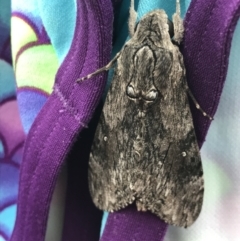 Unidentified Noctuoid moths (except Arctiinae) (TBC) at Broulee, NSW - 24 Jul 2021 by MattFox