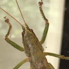 Austrosalomona sp. (genus) at Broulee, NSW - 24 Jul 2021