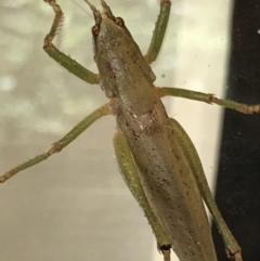 Austrosalomona sp. (genus) at Broulee, NSW - 24 Jul 2021