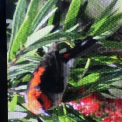 Myzomela sanguinolenta (Scarlet Honeyeater) at Broulee Moruya Nature Observation Area - 24 Jul 2021 by MattFox