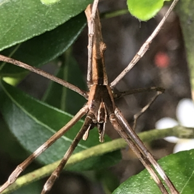 Asianopis sp. (genus) (Net-casting spider) at Broulee, NSW - 19 Feb 2021 by MattFox