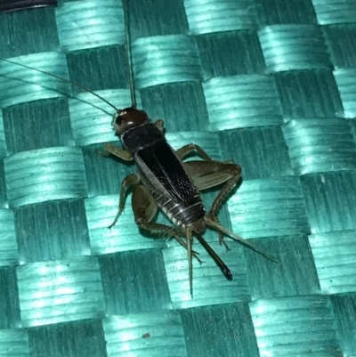 Gryllidae (family) (Field cricket) at Bugaldie, NSW - 24 Jul 2021 by MattFox