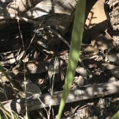 Liopholis whitii (White's Skink) at Warrumbungle National Park - 3 Apr 2021 by MattFox