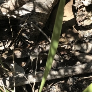 Liopholis whitii at Tonderburine, NSW - 3 Apr 2021 11:27 AM