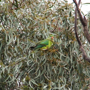 Polytelis swainsonii at Throsby, ACT - suppressed