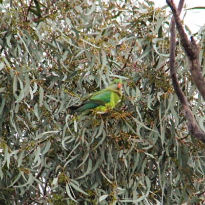 Polytelis swainsonii (Superb Parrot) at Throsby, ACT - 24 Jul 2021 by davobj