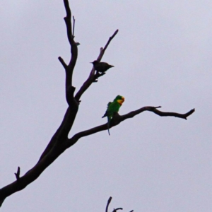 Polytelis swainsonii at Throsby, ACT - suppressed