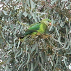 Polytelis swainsonii at Throsby, ACT - suppressed