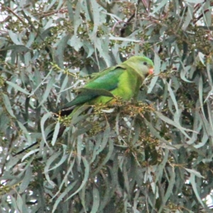 Polytelis swainsonii at Throsby, ACT - suppressed