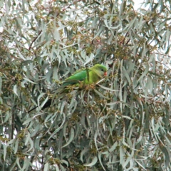 Polytelis swainsonii at Throsby, ACT - suppressed