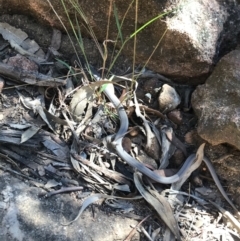 Lialis burtonis at Tonderburine, NSW - 3 Apr 2021 11:31 AM