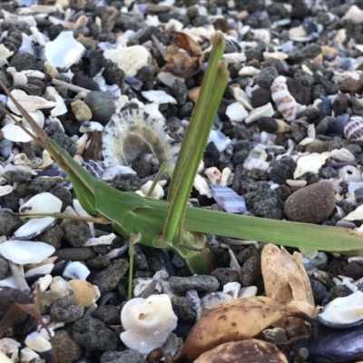 Acrida conica (Giant green slantface) at Broulee Island Nature Reserve - 10 Apr 2021 by MattFox