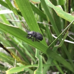 Talaurinus sp. (genus) (Talaurinus ground weevil) at Barren Grounds, NSW - 1 May 2021 by MattFox